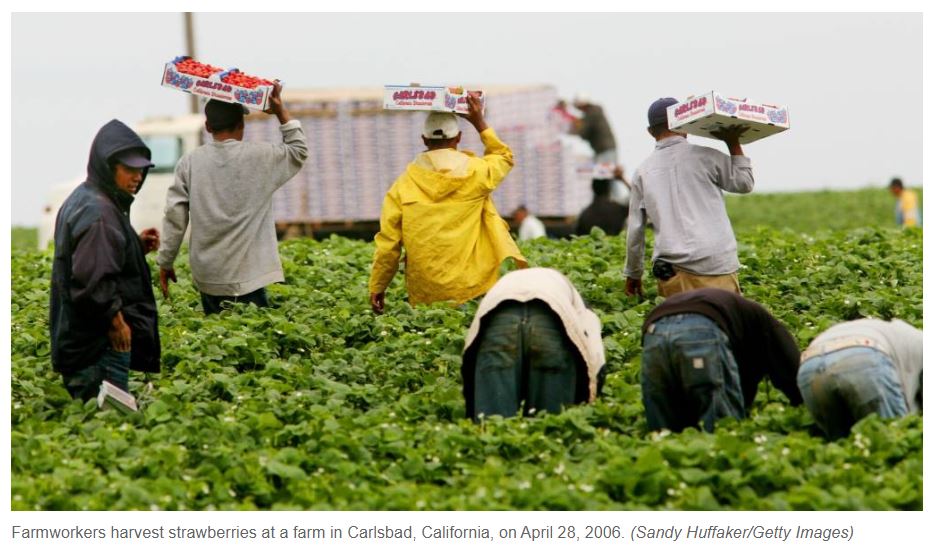 Farm workers picking produce in a field